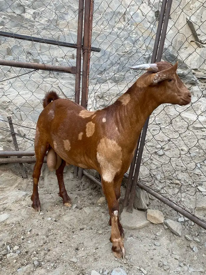 تيس بلدي اصيل اللون ابهر 0