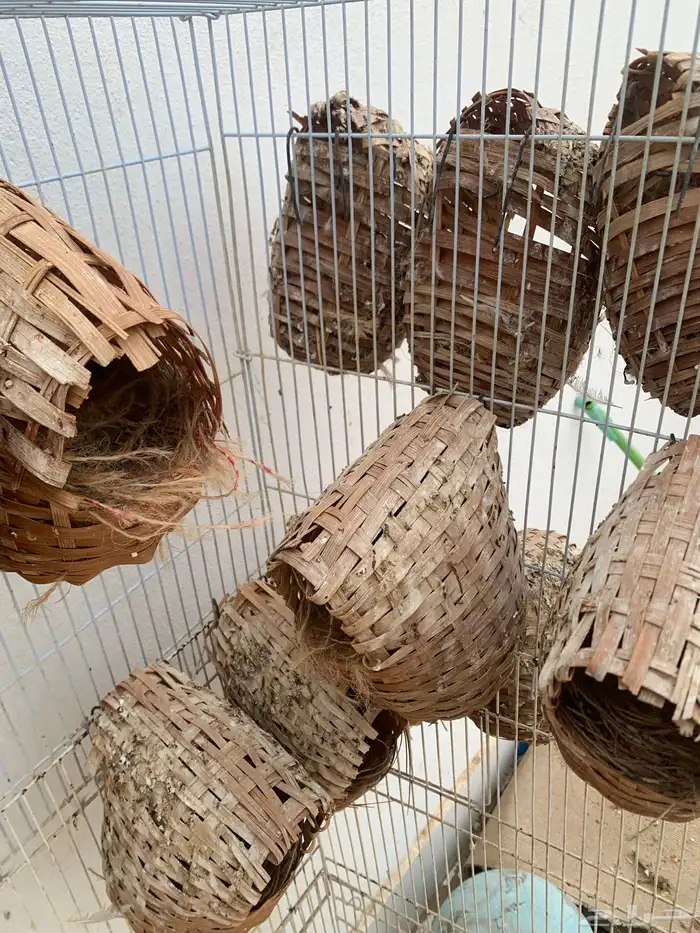 اعشاش زيبرا اكواخ وسعف 3