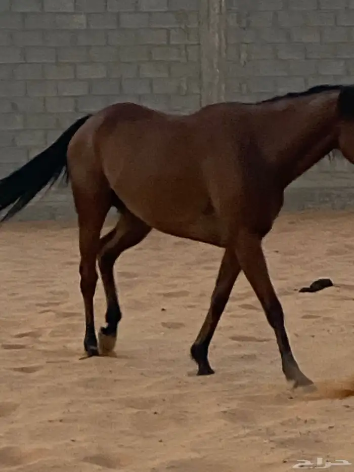 حصان 3