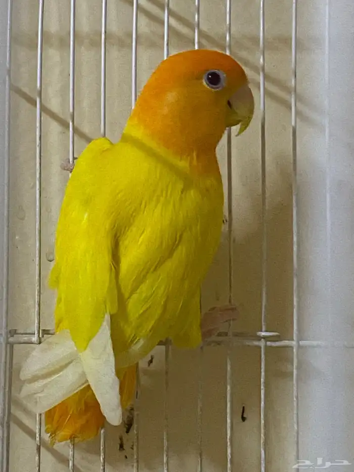 روز 4