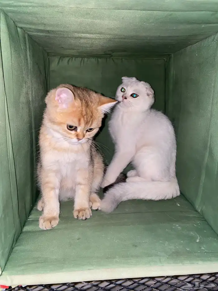 قطط للبيع 4