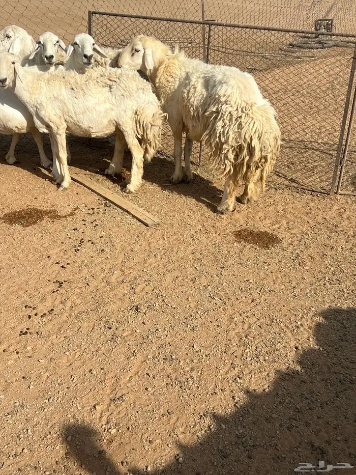 حريات للبيع 3