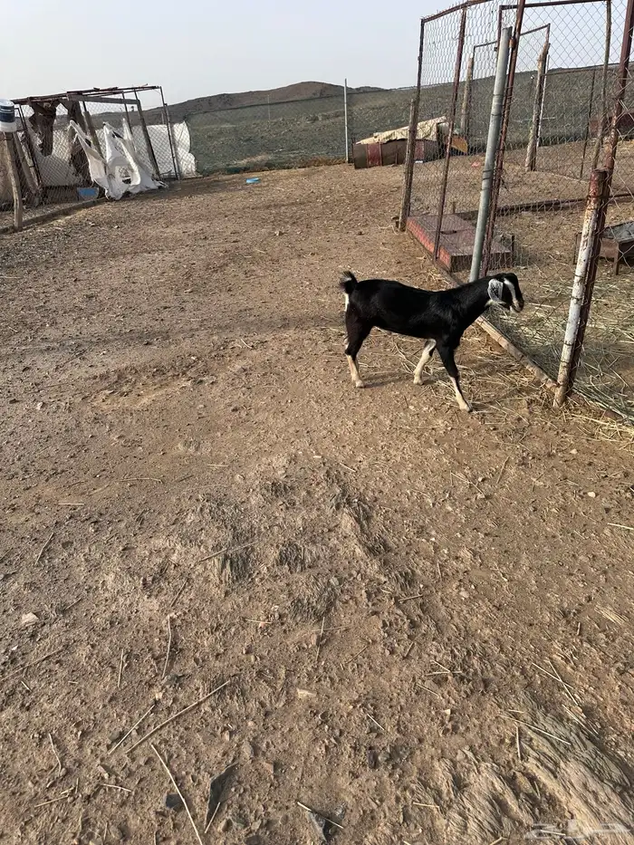 مشروع فحل احو 2