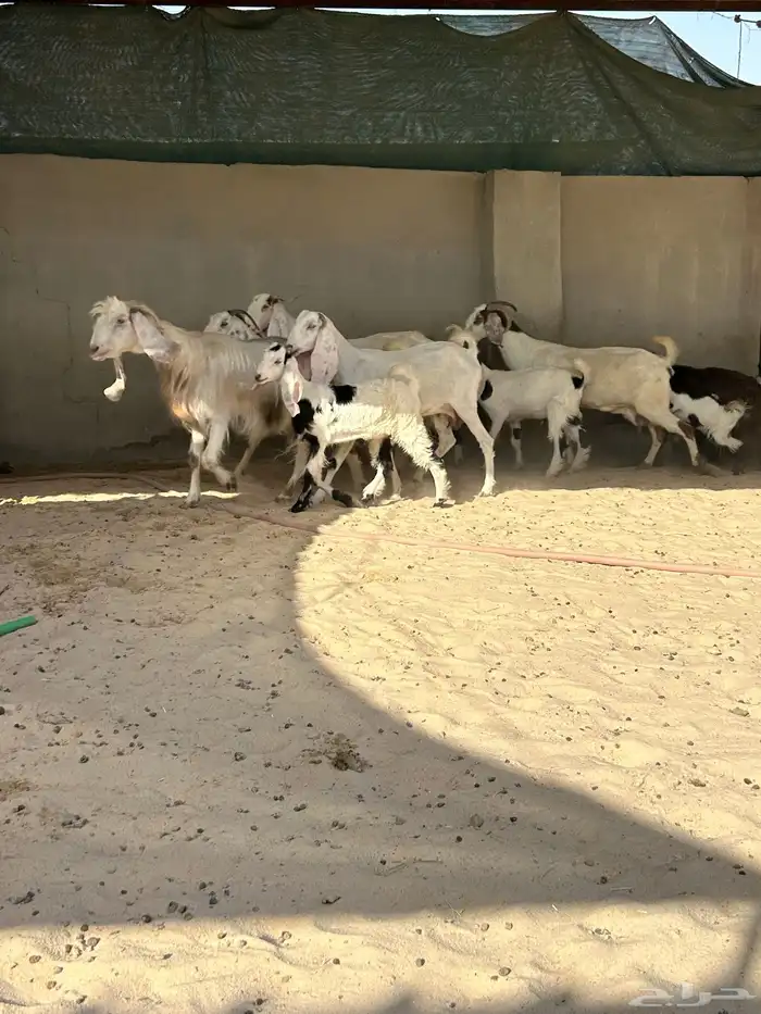 معزا رغايث 5  5شرط سن وديد واحده نفر 2
