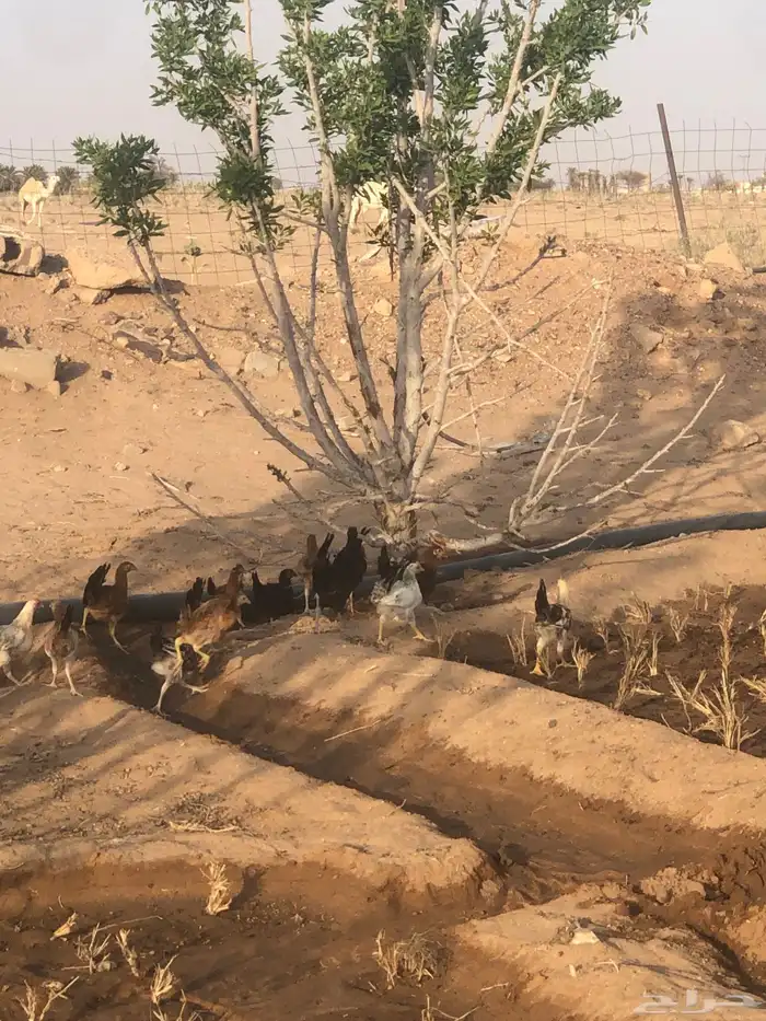 دجاج للبيع العدد 20 الموقع جهام 2