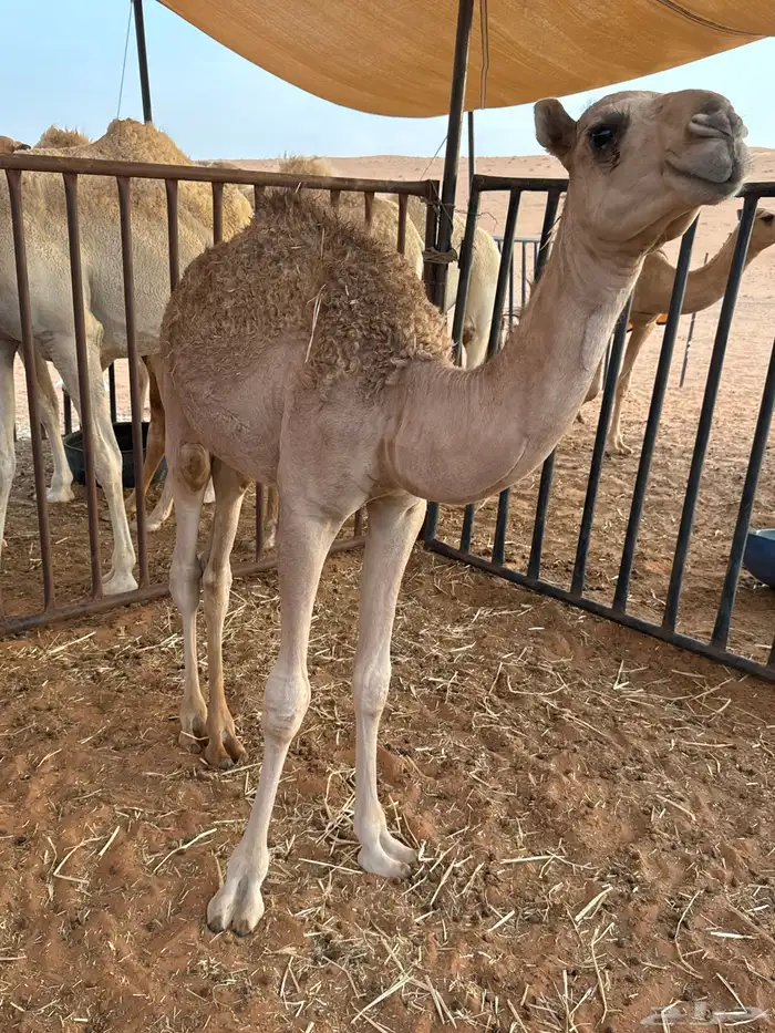 قعود للبيع 1