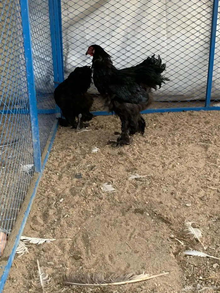 طقم براهما 0