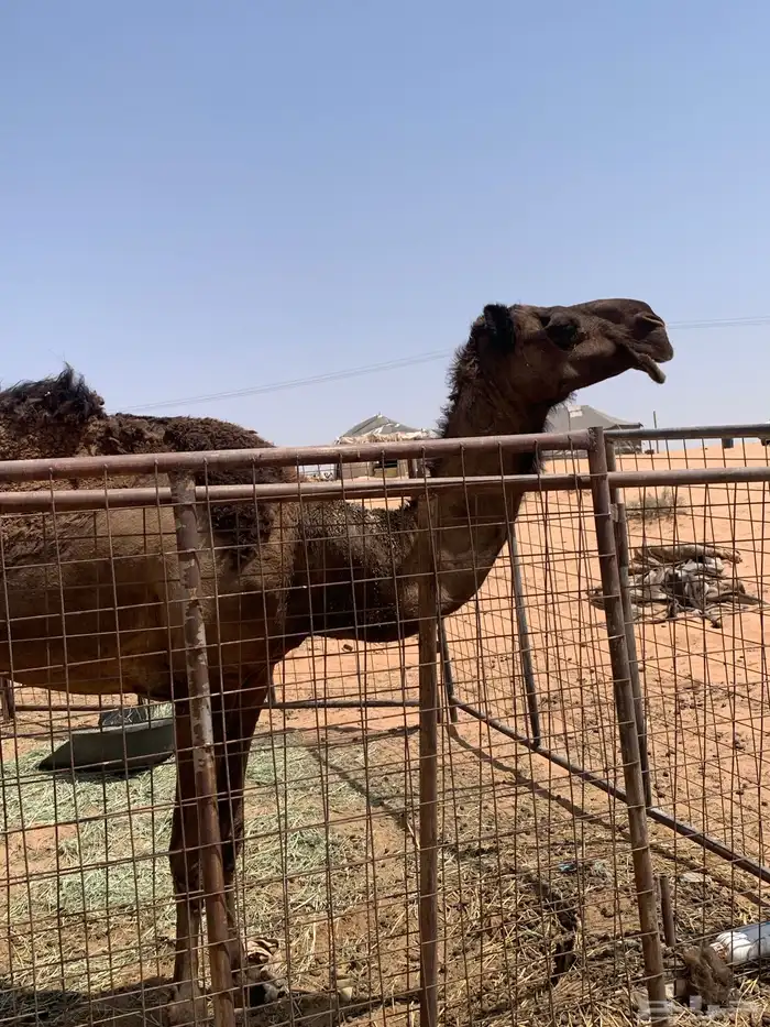 للبيع صفرا دبسا 0