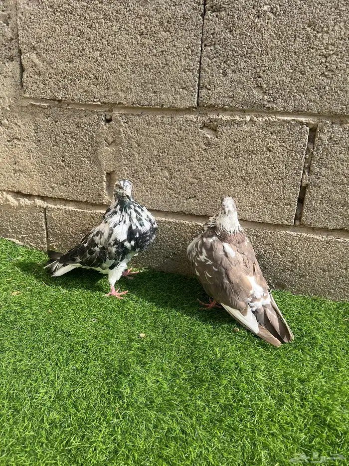 زوج حمام نفاخ اسباني 1