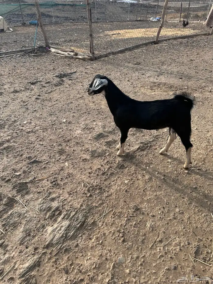 مشروع فحل احو 0