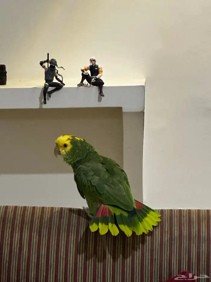 دبل يلو هيد ماجنا  Double Yellow Head Magna 0
