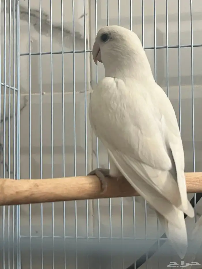 زوج روز منتج 2