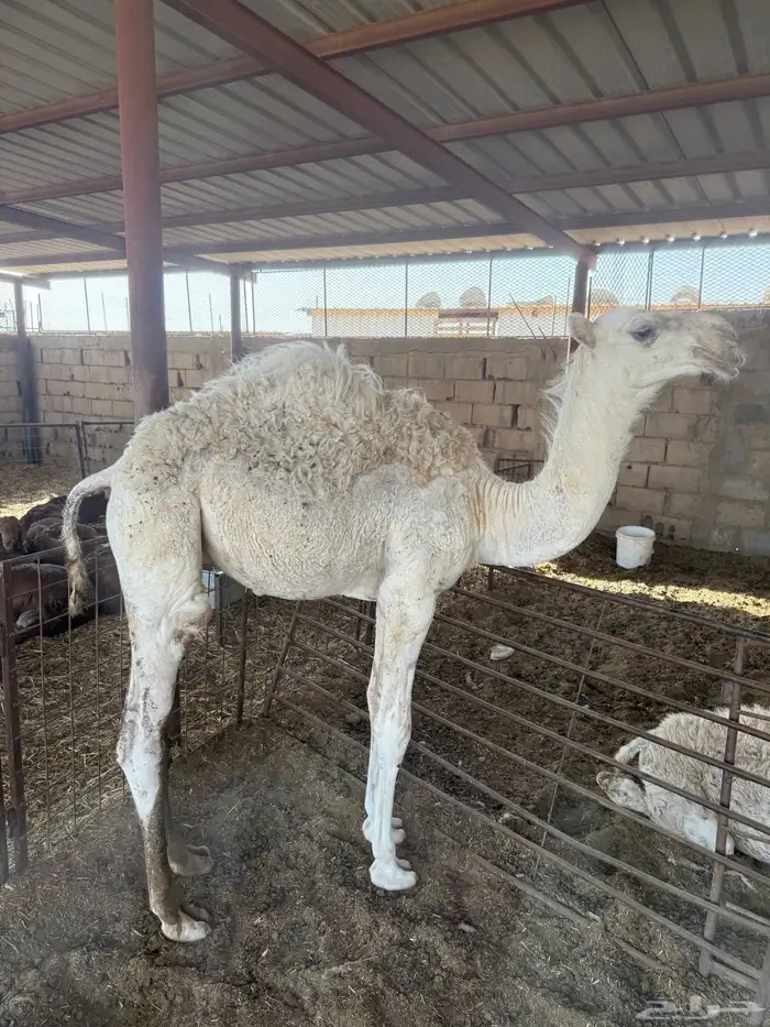 للبيع قعدان عدله 3