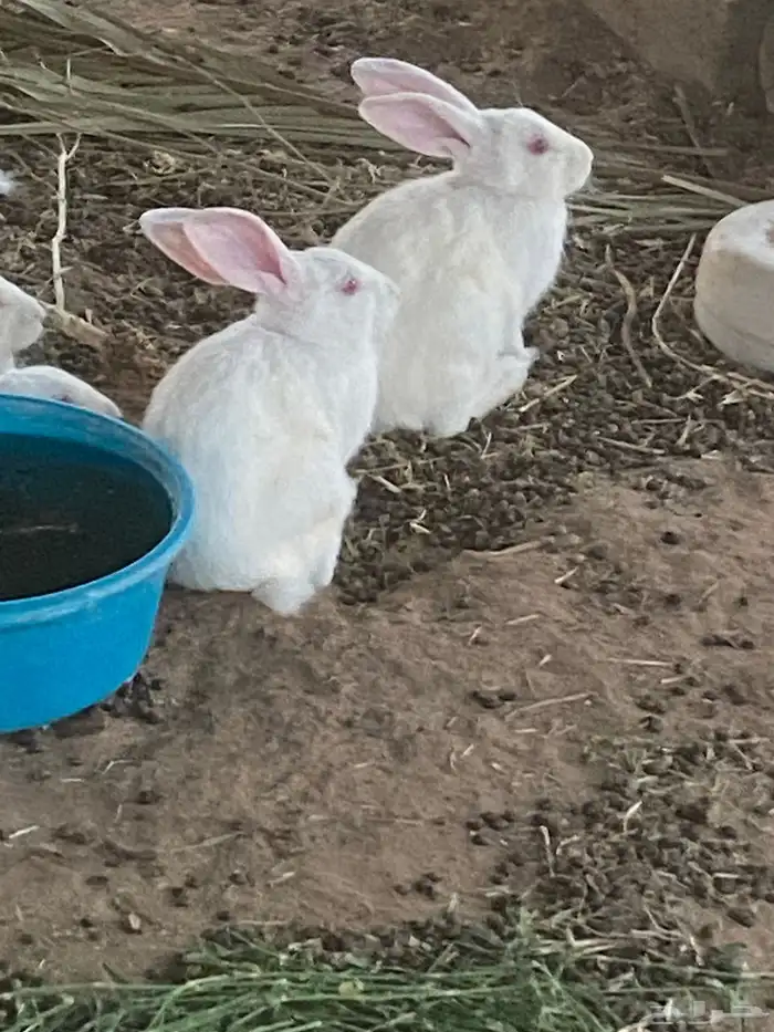 ذكور ارانب فرنسي 2