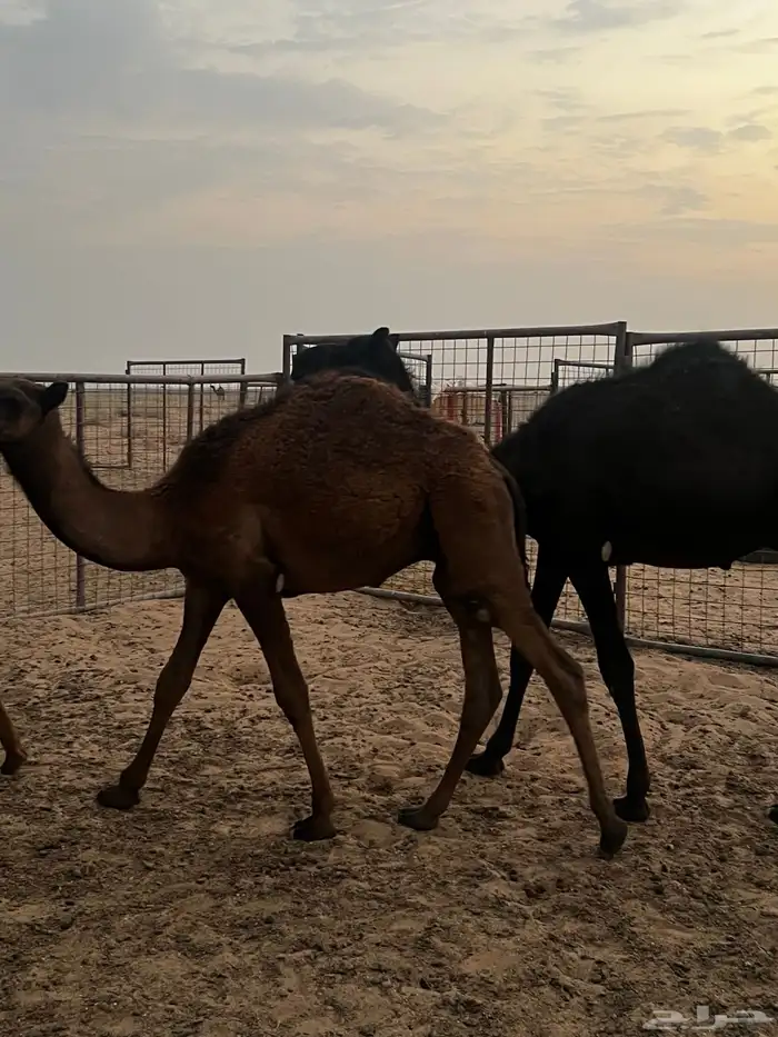 قعود لباني 0