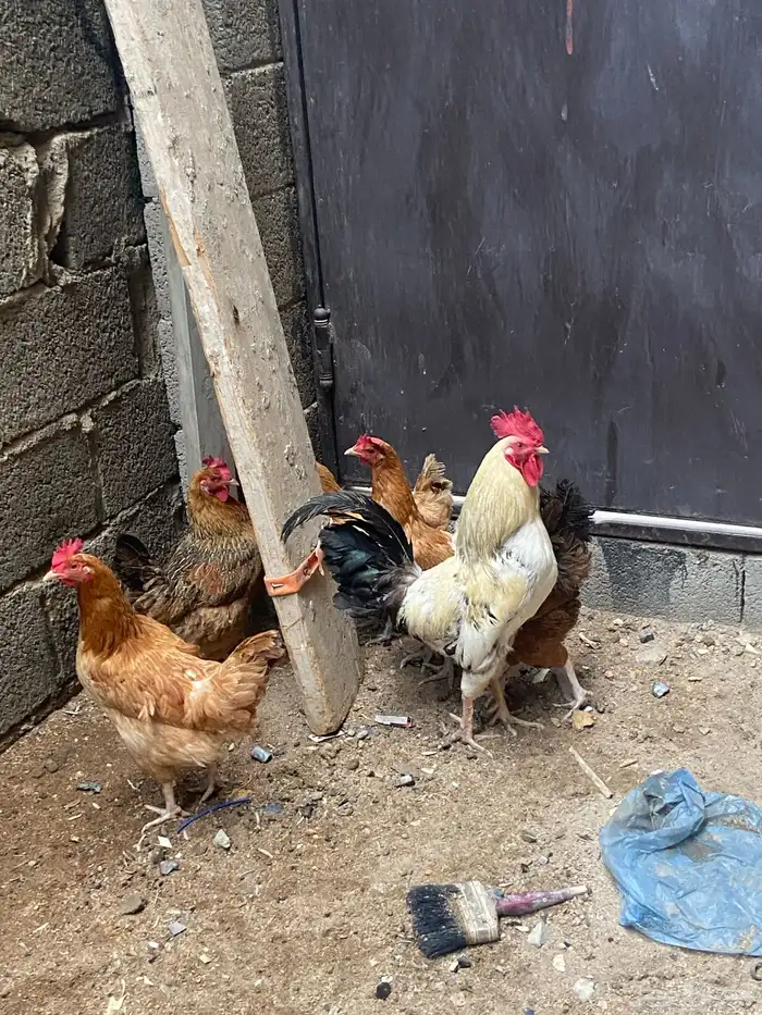الدجاج فرنسي الديك بلدي بياض 0
