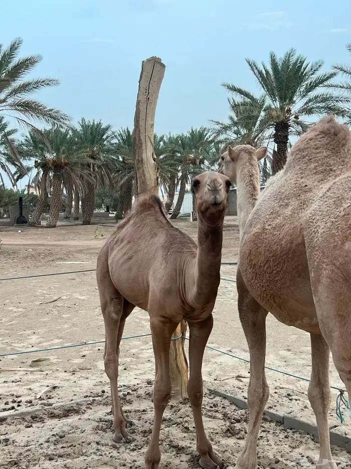 قعود مفرود اصفر طيب عمره ست شهور 4