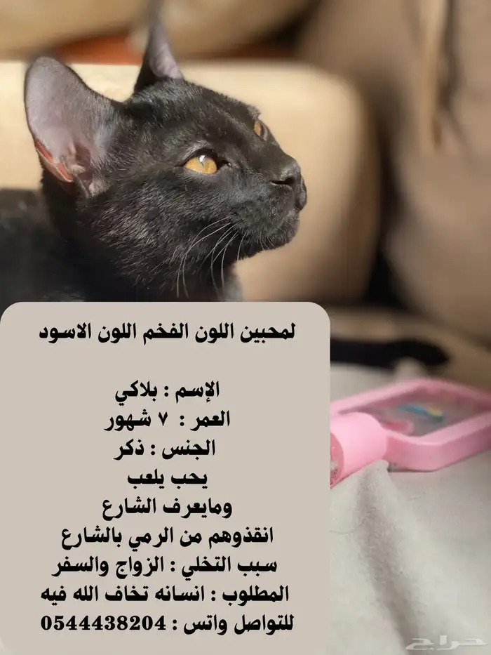 انقذوهم من الشارع 0