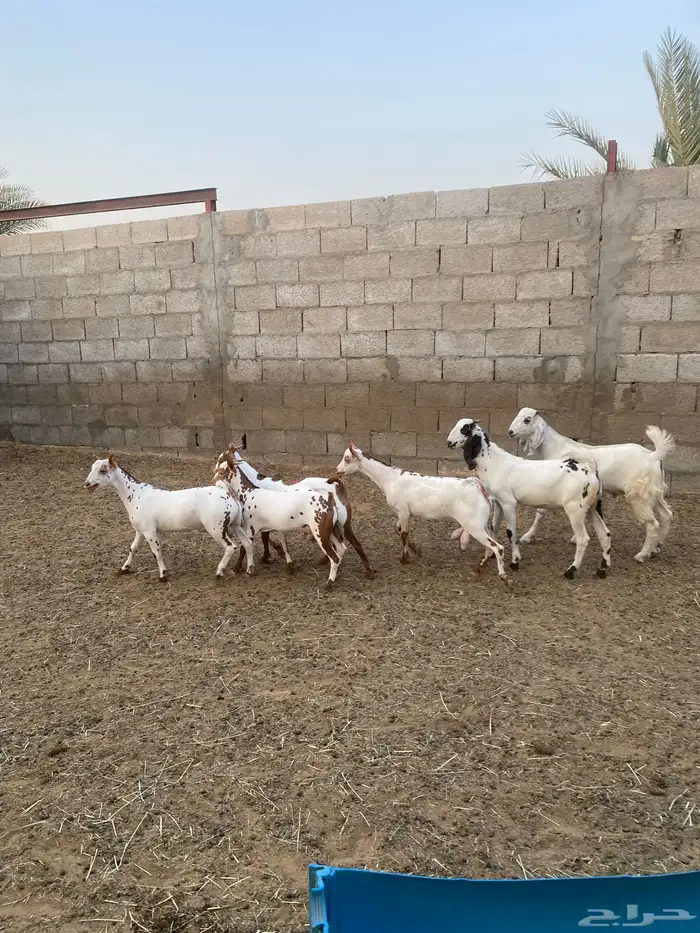 تيوس ذبايح 3
