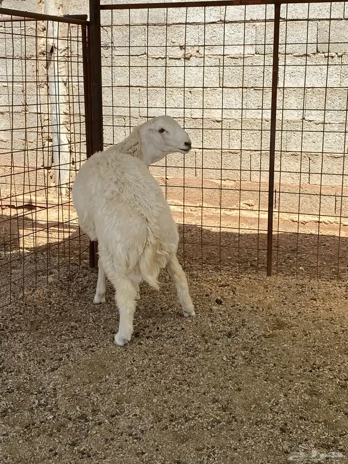 طلي حري جبر وشحم تم البيع 0