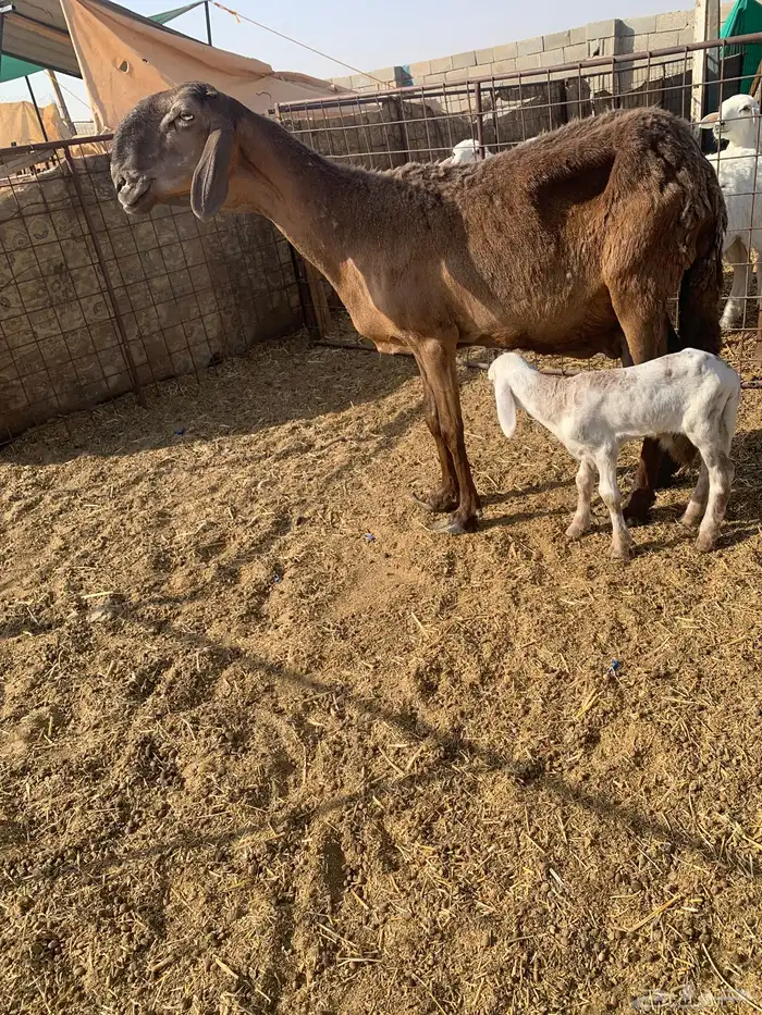 شاه ساكنيه مطفل 0