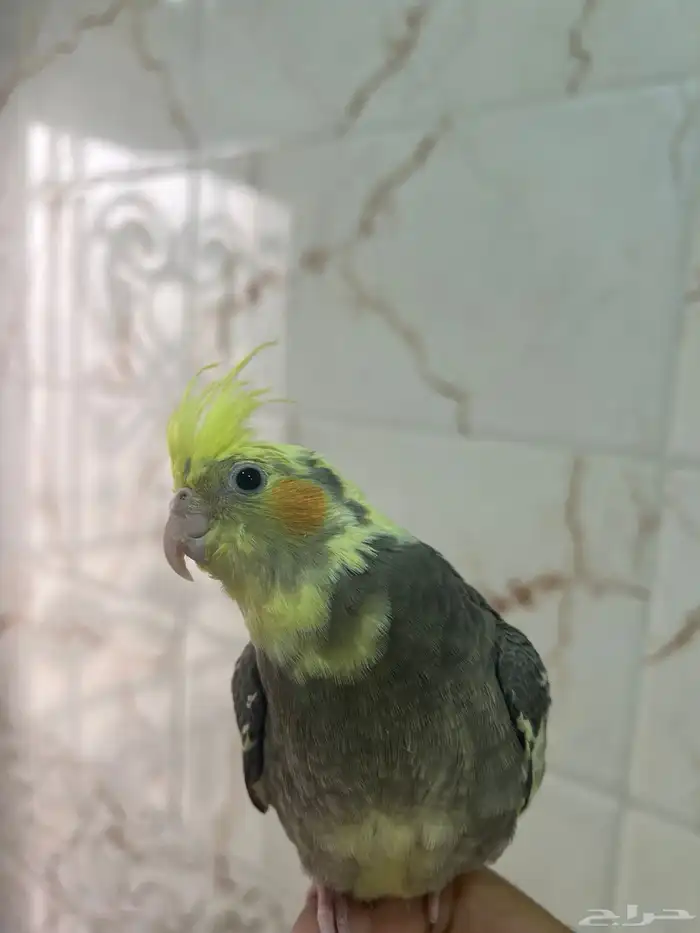 فرخ كروان اليف 2