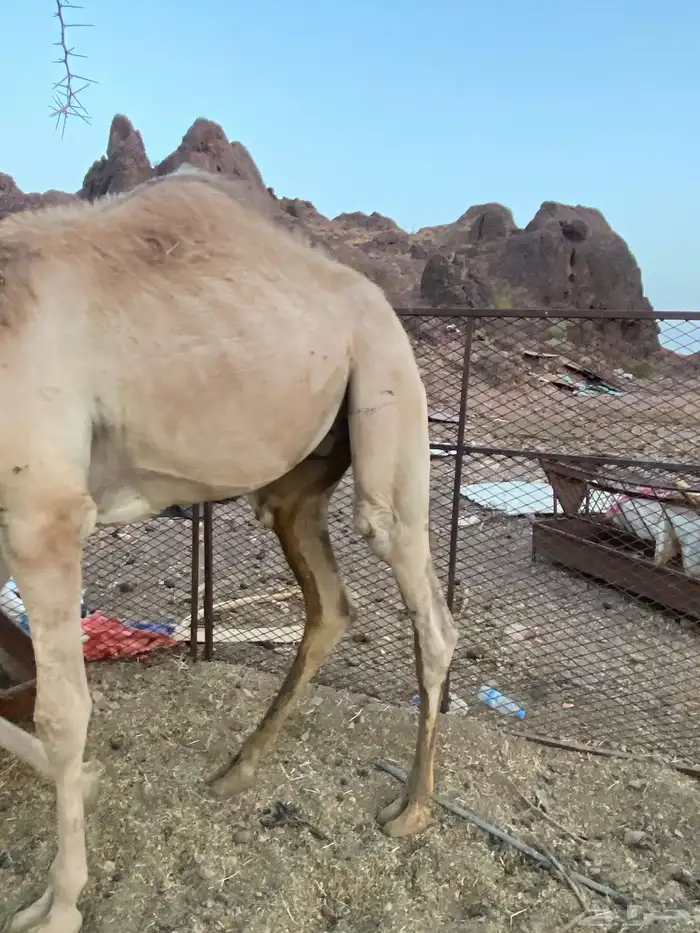 قعود اصيل صافي فيه 8 أسوم وصل10 مع أشهاده الأب اصيل 3