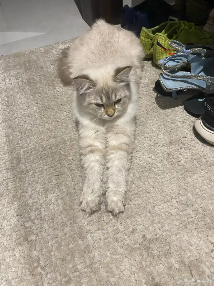 قطط 2