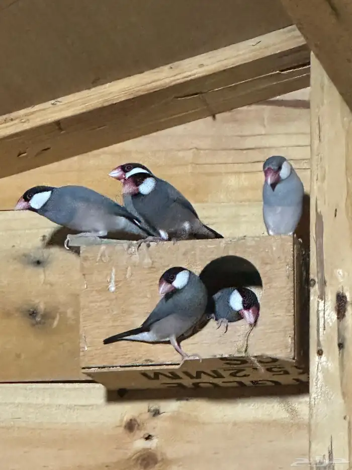 للبيع جاوا سلفر و ابيض ونورمل عدد 22 طير 3