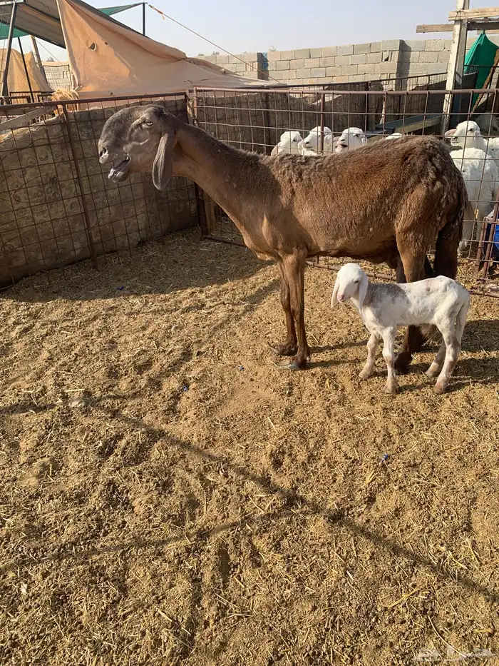 شاه ساكنيه مطفل 1