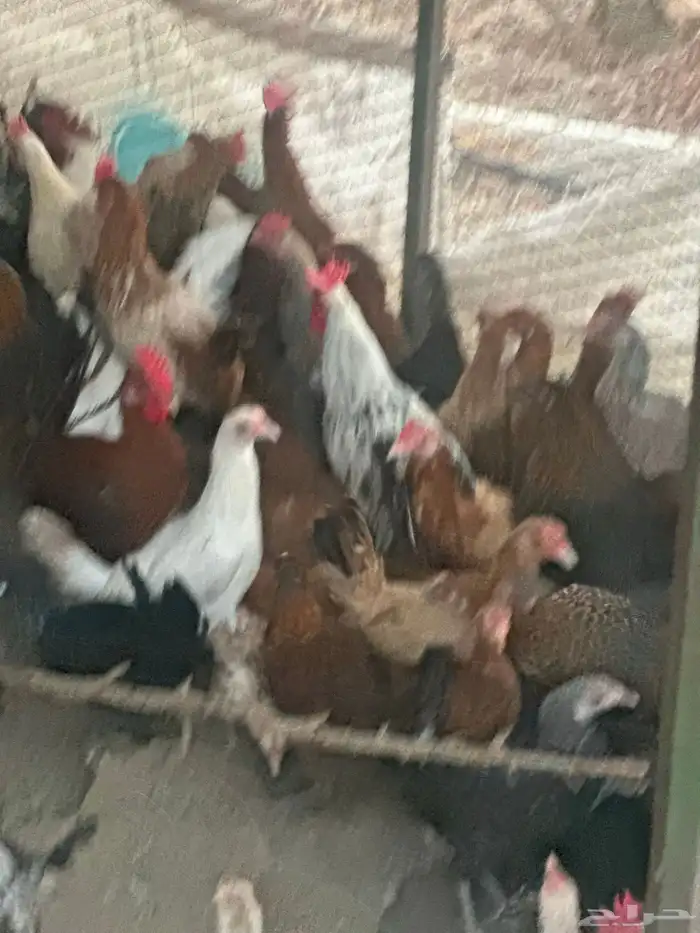 دجاج بيض ودجاج بشاير للبيع 0