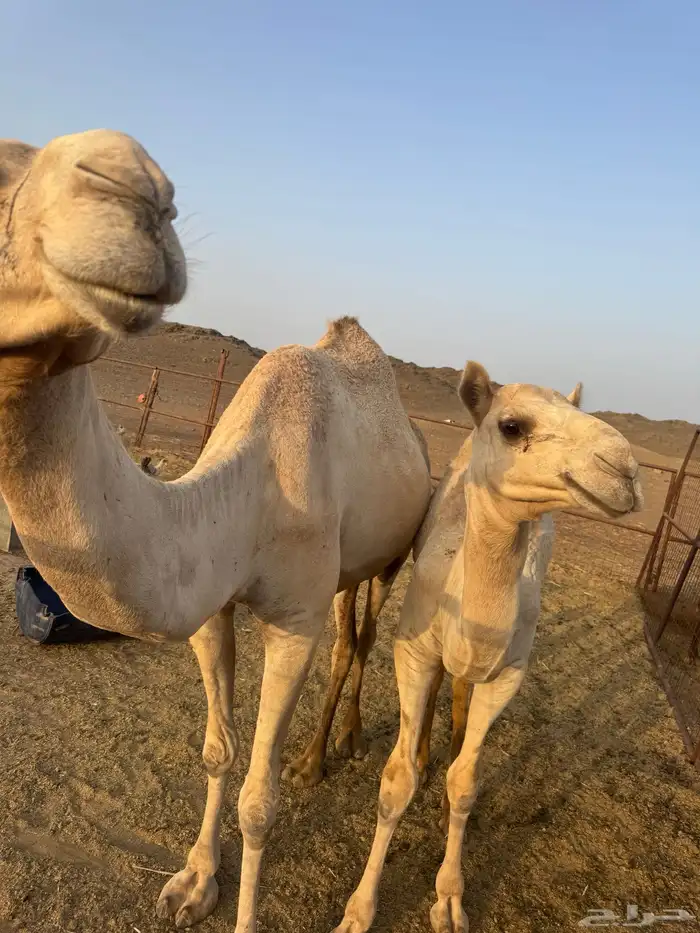 خلفه سودانيه 0