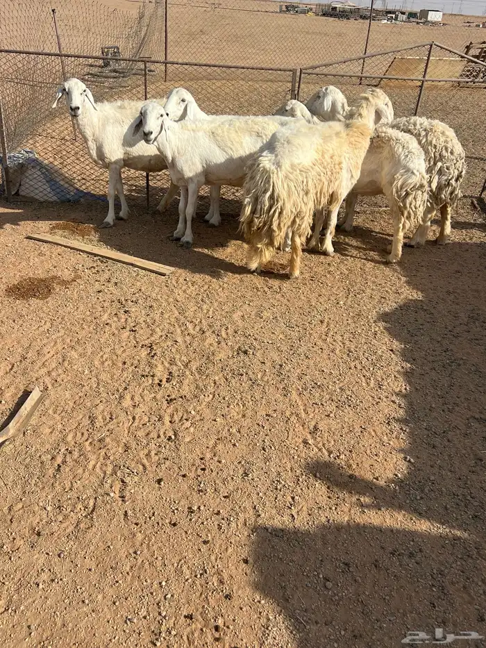 حريات للبيع 5
