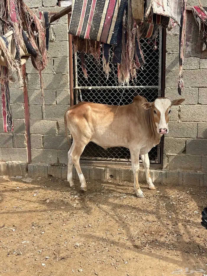 حسيل 2