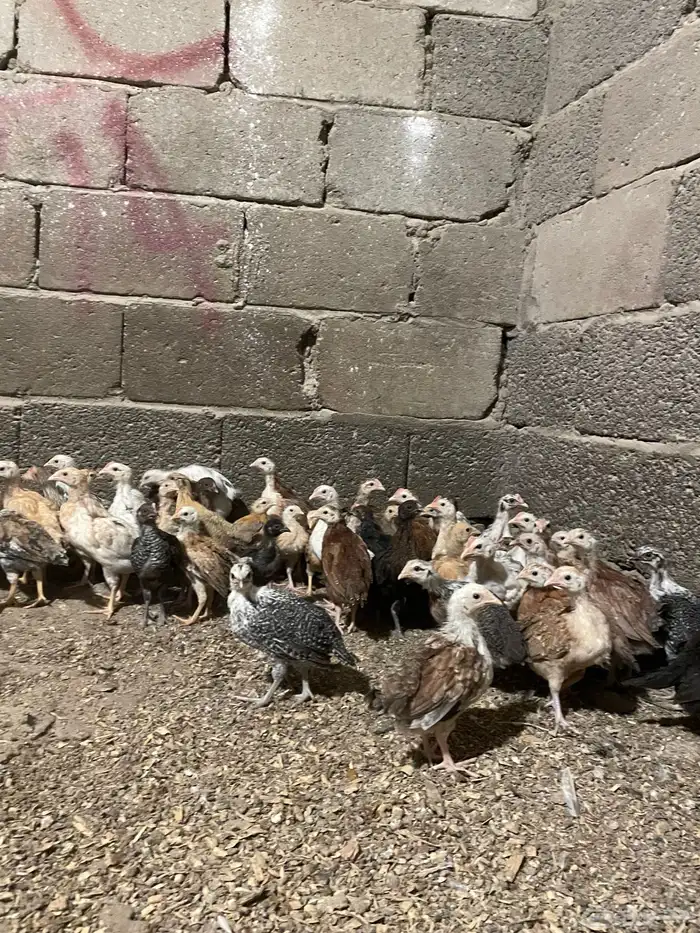 صوص بلدي 0