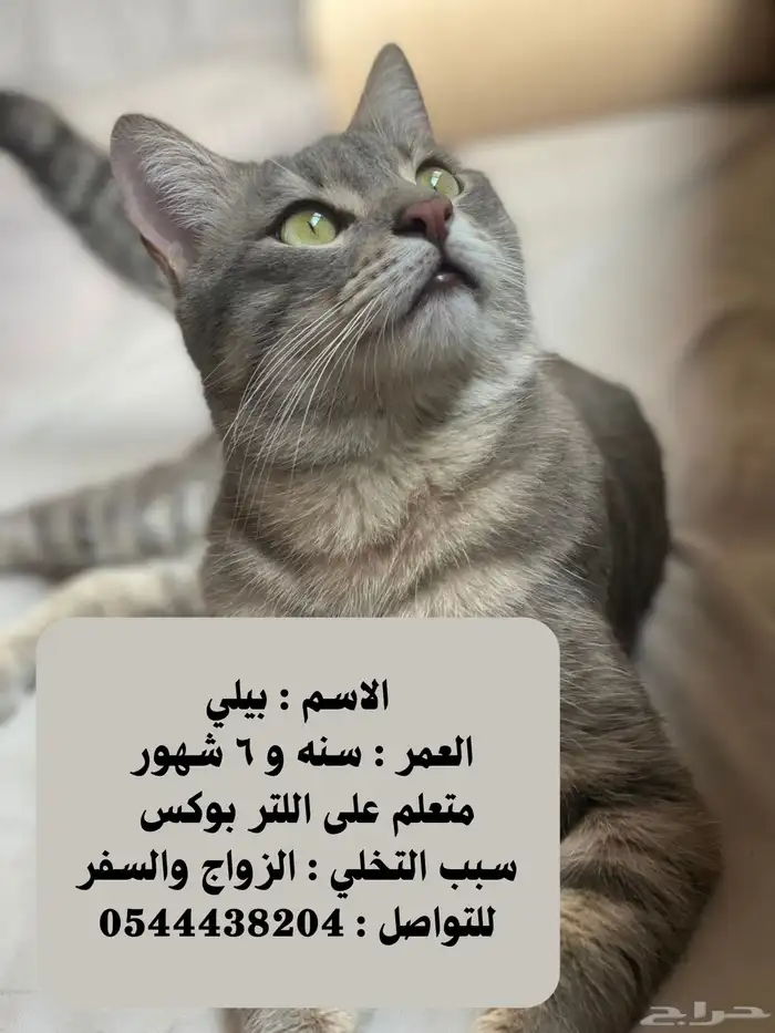 انقذوهم من الشارع 2