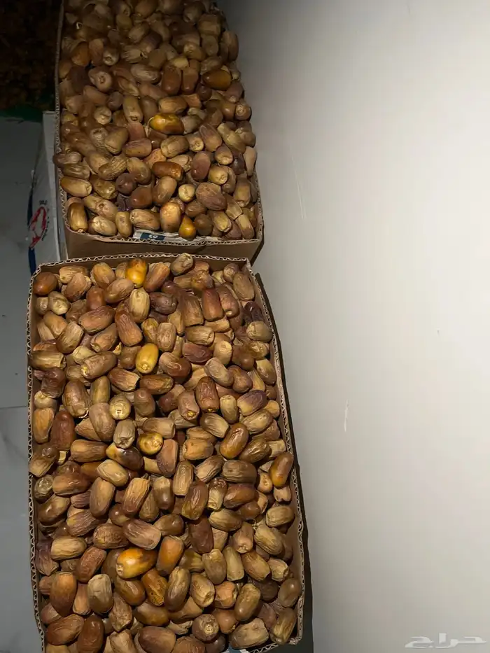 تمر مواكيل نجران 1