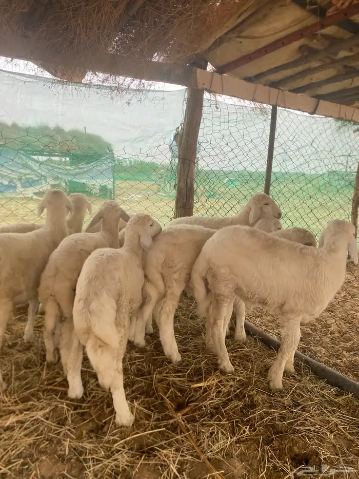 طليان حري فاخر 0