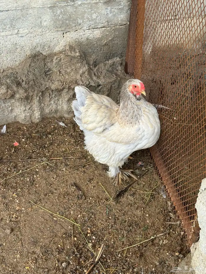 دجاج 3