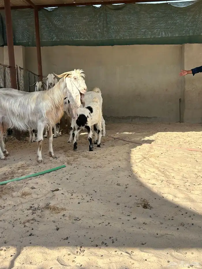 معزا رغايث 5  5شرط سن وديد واحده نفر 3