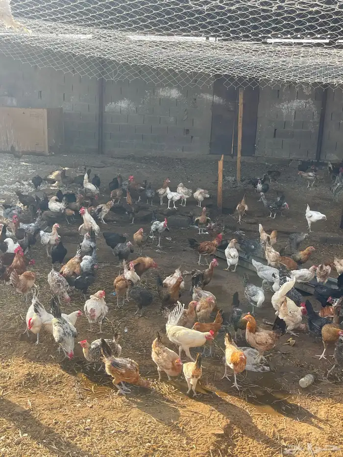 دجاج بياض لبيع العدد 250 0