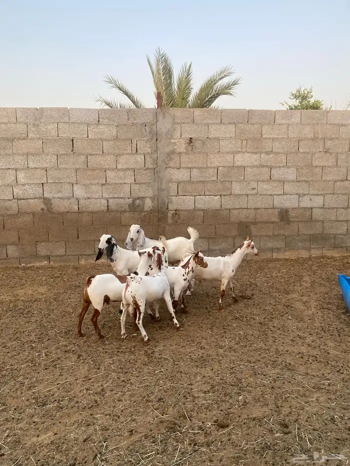 تيوس ذبايح 1