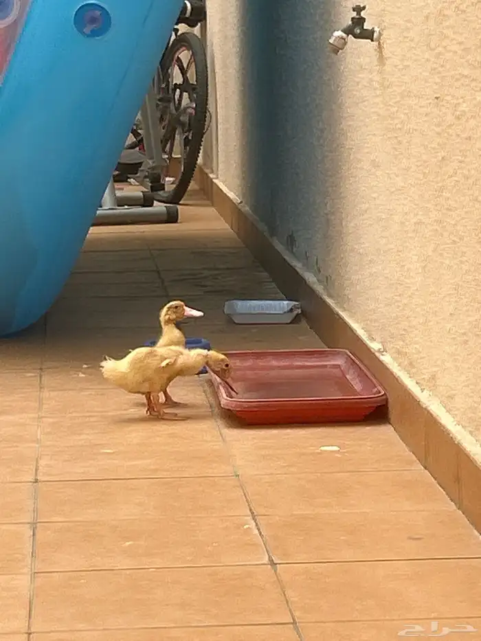 بطتين ذكر وأنثى صغار 1
