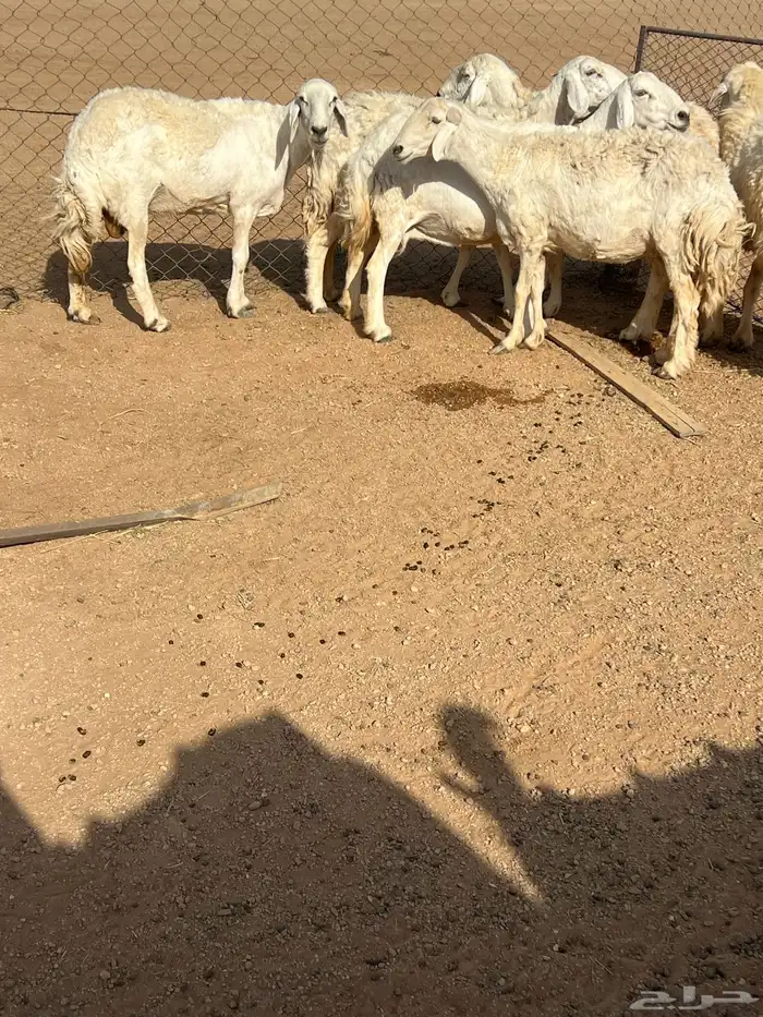 حريات للبيع 7