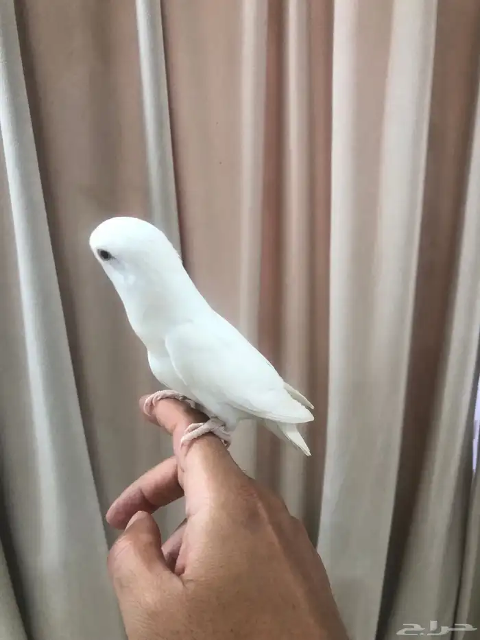 انثى روز اليفه ومنتجه 0