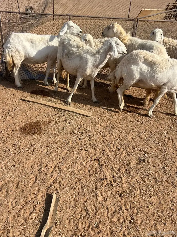 حريات للبيع 0