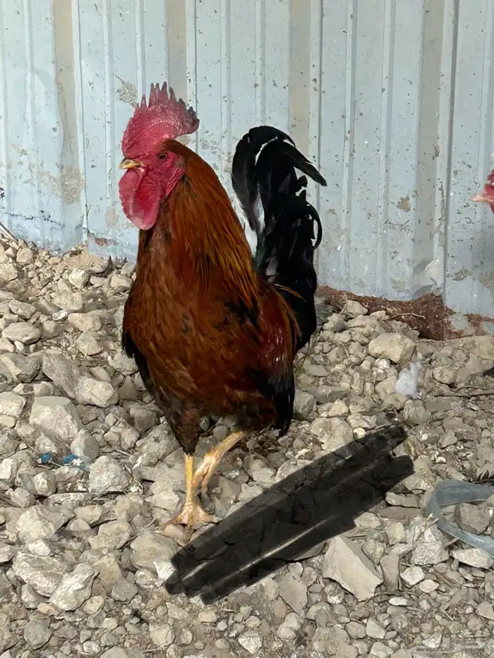دجاج للبيع 4