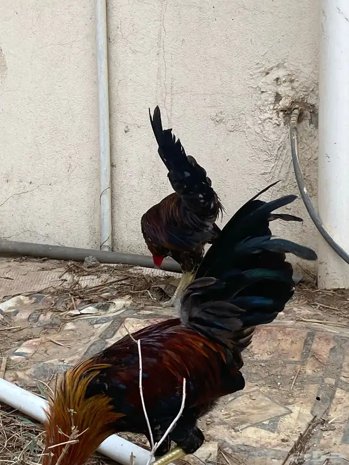 ديك عربي 14