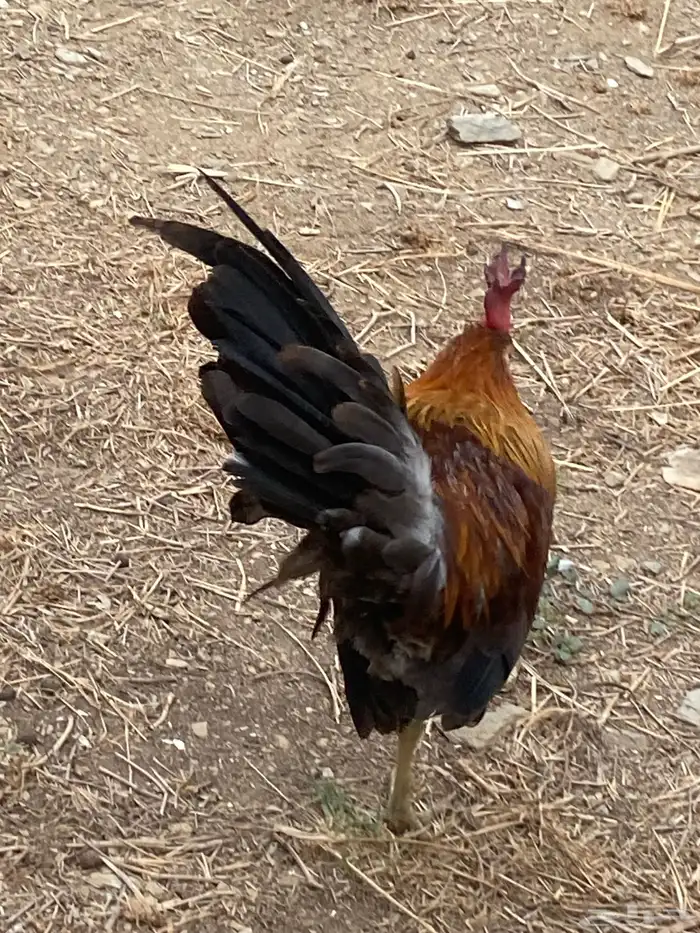 ديك عربي 16