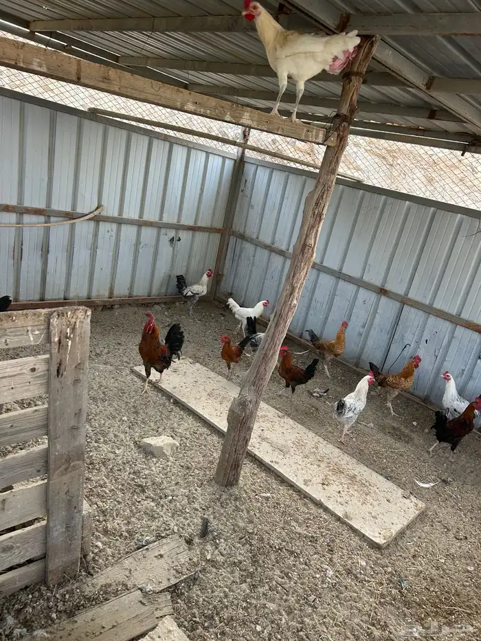 دجاج للبيع 2